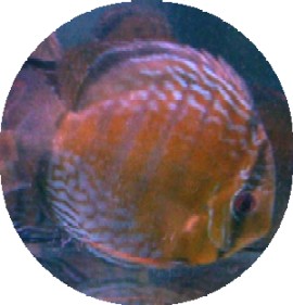 Wild Caught Royal Green Discus - 5-6 inches Wild Caught Royal Green Discus - 5-6 inches